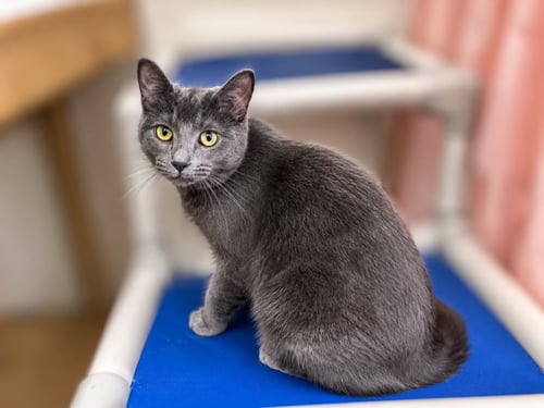PIXEL, WILLOW GROVE PS, (FCID 09/23/2025-121) - Domestic Short Hair / Russian Blue available for adoption