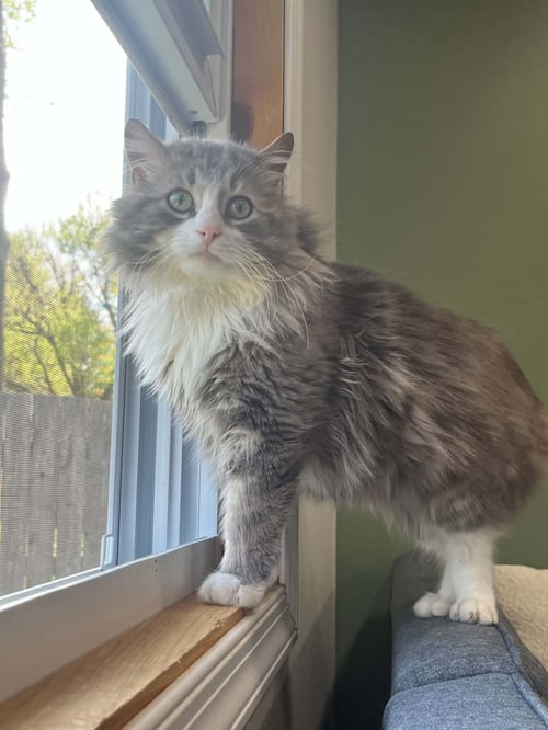 FLUFFY, WILLOW GROVE PS (FCID 4/22/26-140) - Domestic Long Hair available for adoption