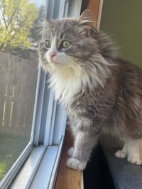 Fluffy, Willow Grove PS (FCID 4/22/26-140) - Photo 2