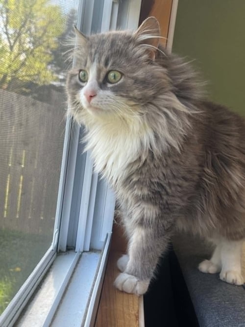 FLUFFY, WILLOW GROVE PS (FCID 4/22/26-140) - Domestic Long Hair available for adoption