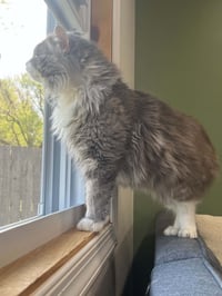 Fluffy, Willow Grove PS (FCID 4/22/26-140) - Photo 3