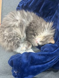 Fluffy, Willow Grove PS (FCID 4/22/26-140) - Photo 4