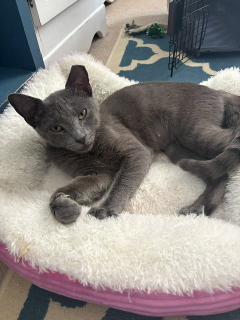 JADE, WILLOW GROVE AREA, (FCID 07/24/2026-120) - Domestic Short Hair available for adoption