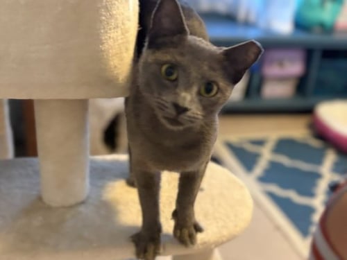 JADE, WILLOW GROVE AREA, (FCID 07/24/2026-120) - Domestic Short Hair available for adoption