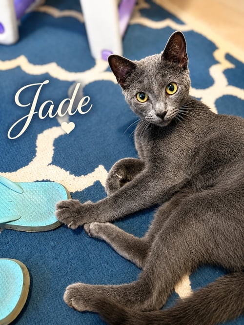 JADE, WILLOW GROVE AREA, (FCID 07/24/2026-120) - Domestic Short Hair available for adoption