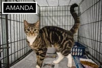 Amanda (FCID# 04/20/2026 - 88 Trainer) - Photo 1