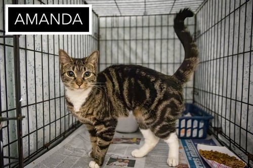 AMANDA (FCID# 04/20/2026 - 88 TRAINER) - Tabby / Tuxedo available for adoption
