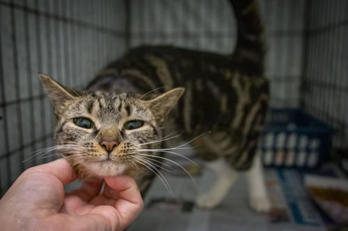 AMANDA (FCID# 04/20/2026 - 88 TRAINER) - Tabby / Tuxedo available for adoption
