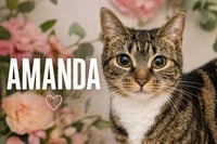 Amanda (FCID# 04/20/2026 - 88 Trainer) - Photo 3