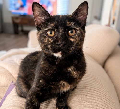 TIRAMISU WILLOW GROVE PA AREA 07/28/2026-9 - Tortoiseshell / Domestic Short Hair available for adoption