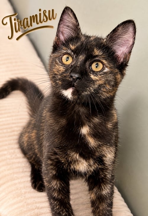 TIRAMISU WILLOW GROVE PA AREA 07/28/2026-9 - Tortoiseshell / Domestic Short Hair available for adoption