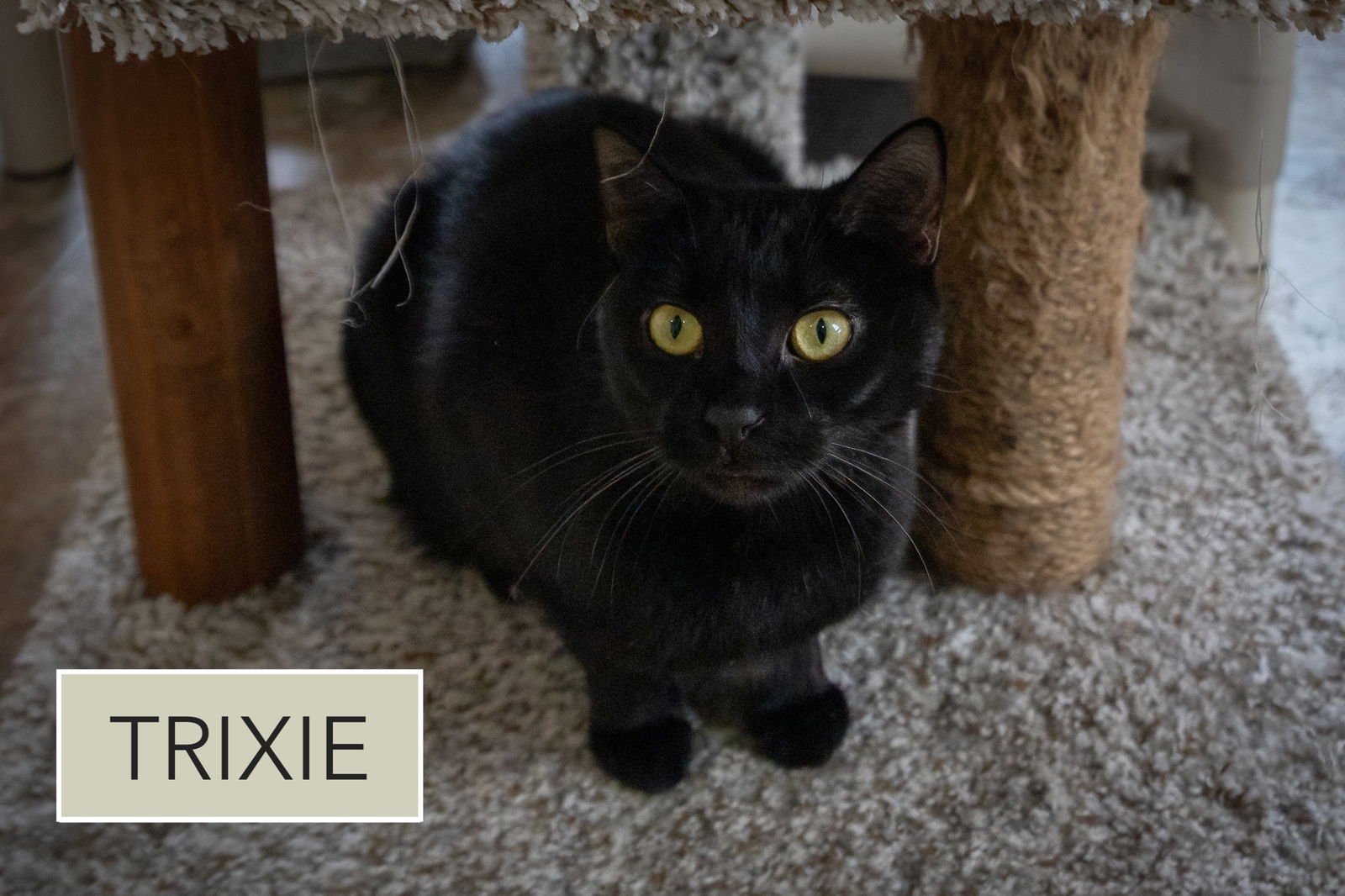 TRIXIE (FCID# 01/08/2025 - 46 TRAINER) C - Domestic Short Hair available for adoption