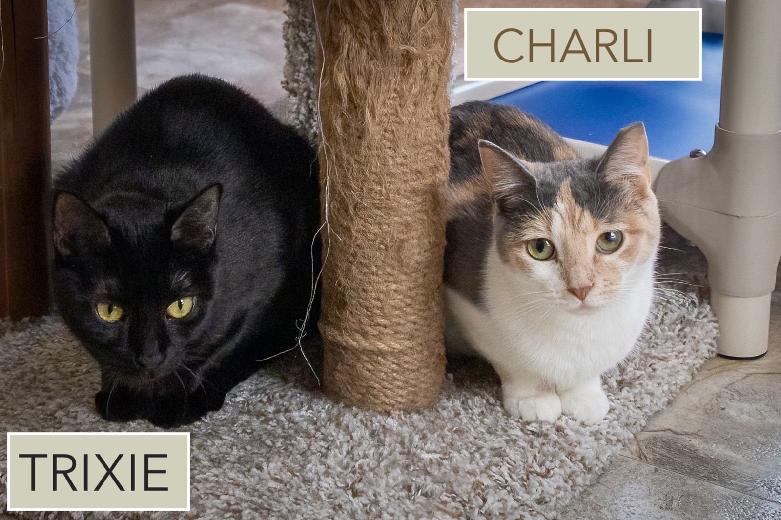 TRIXIE (FCID# 01/08/2025 - 46 TRAINER) C - Domestic Short Hair available for adoption