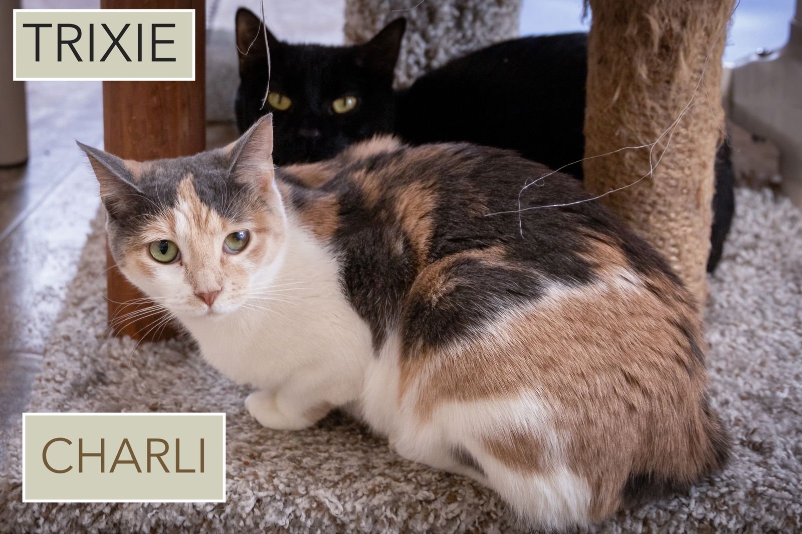 Trixie (FCID# 01/08/2025 - 46 Trainer) C - Photo 3