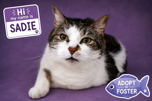 SADIE (FCID# 02/20/2017 - 26 TRAINER) - Tabby available for adoption