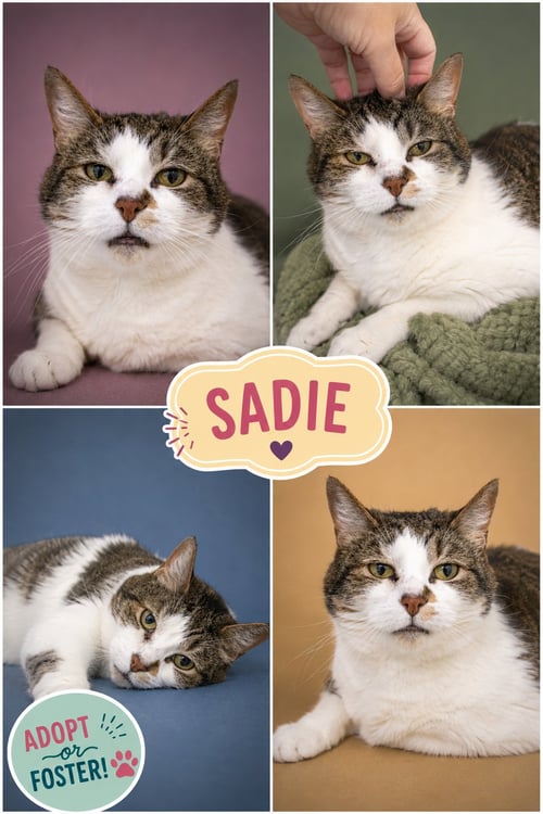 SADIE (FCID# 02/20/2017 - 26 TRAINER) - Tabby available for adoption