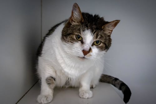 SADIE (FCID# 02/20/2017 - 26 TRAINER) - Tabby available for adoption