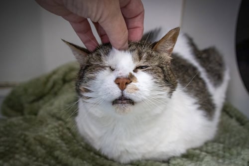 SADIE (FCID# 02/20/2017 - 26 TRAINER) - Tabby available for adoption