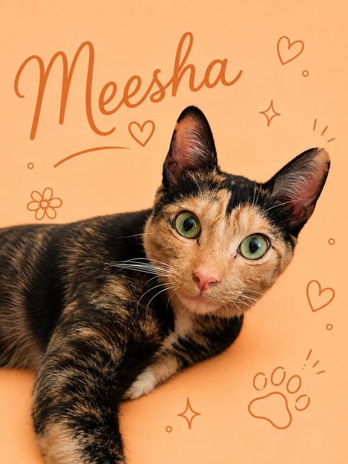 MEESHA (FCID# 08/12/2026 - 47 MIDDLETOWN EVENT) - Calico / Tabby available for adoption