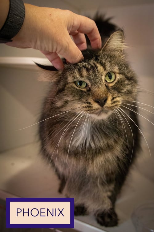 PHOENIX: DLH (FCID# 01/20/2025 - 40) C - Domestic Long Hair / Tabby available for adoption