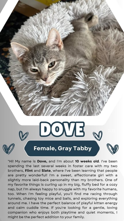 Dove (FCID# 07/15/2026 - 2) Image