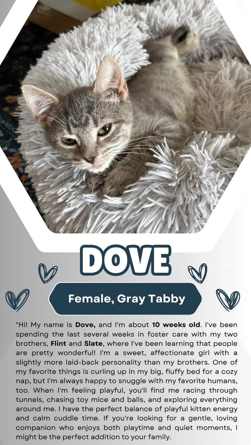 DOVE (FCID# 07/15/2026 - 2) - Tabby for adoption in Newark