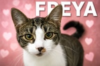 Freya (FCID# 05/21/2026 - 29 Trainer) - Photo 1