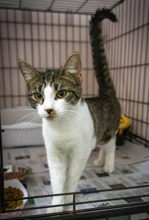 FREYA (FCID# 05/21/2026 - 29 TRAINER) - Domestic Short Hair / Tabby available for adoption