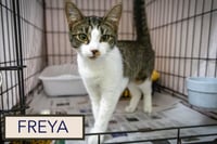 Freya (FCID# 05/21/2026 - 29 Trainer) - Photo 3