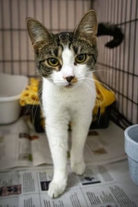 Freya (FCID# 05/21/2026 - 29 Trainer) - Photo 4
