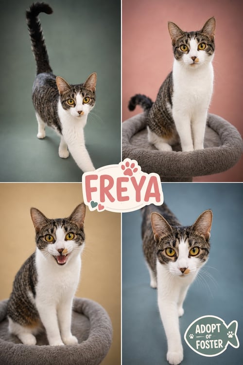 FREYA (FCID# 05/21/2026 - 29 CHRISTIANA PS) - Domestic Short Hair / Tabby available for adoption