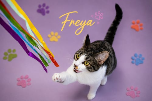 FREYA (FCID# 05/21/2026 - 29 CHRISTIANA PS) - Domestic Short Hair / Tabby available for adoption
