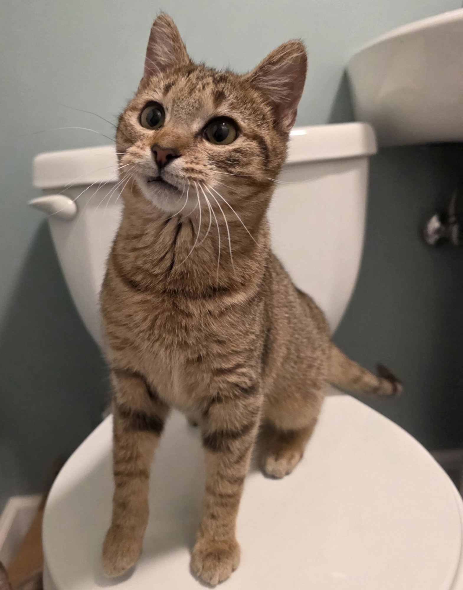 SPARROW (M) (FCID# 12/01/2025 - 6 BRANDYWINE PS) - Tabby available for adoption