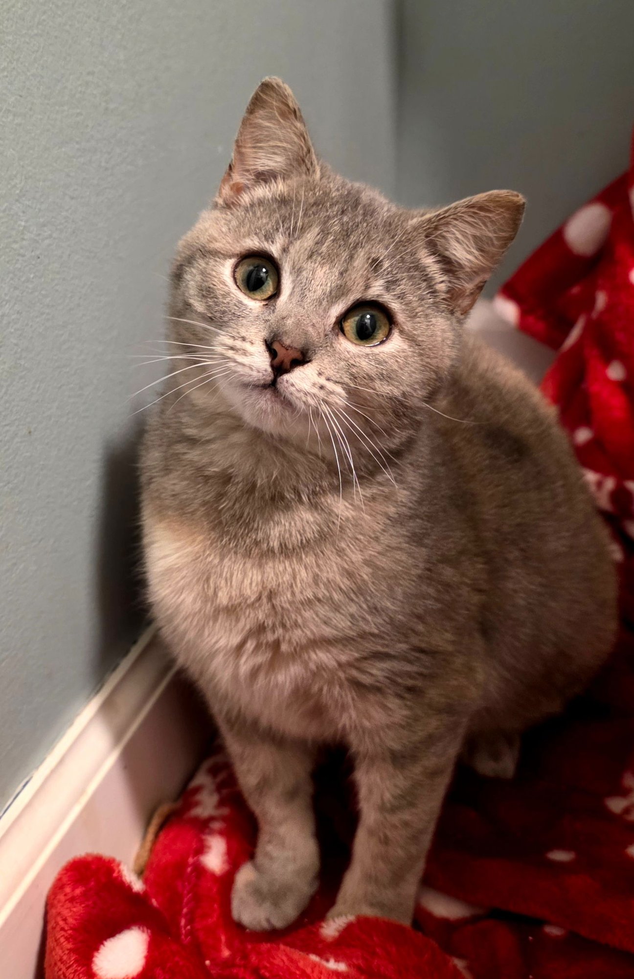 SPARROW (M) (FCID# 12/01/2025 - 6 BRANDYWINE PS) - Tabby available for adoption