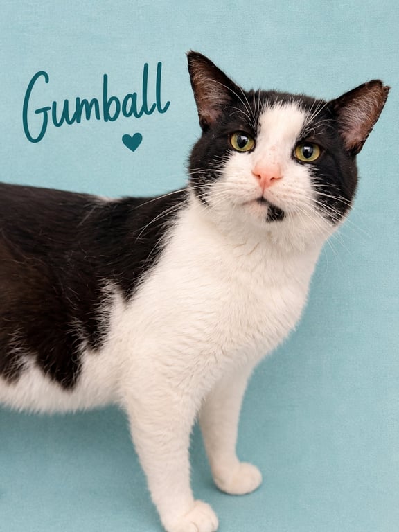 Gumball (FCID# 05/26/2026 - 127) Willow Grove Image