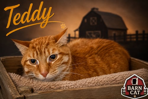 TEDDY: BARN CAT (FCID# 07/27/2026 - 50 TRAINER) - Tabby available for adoption