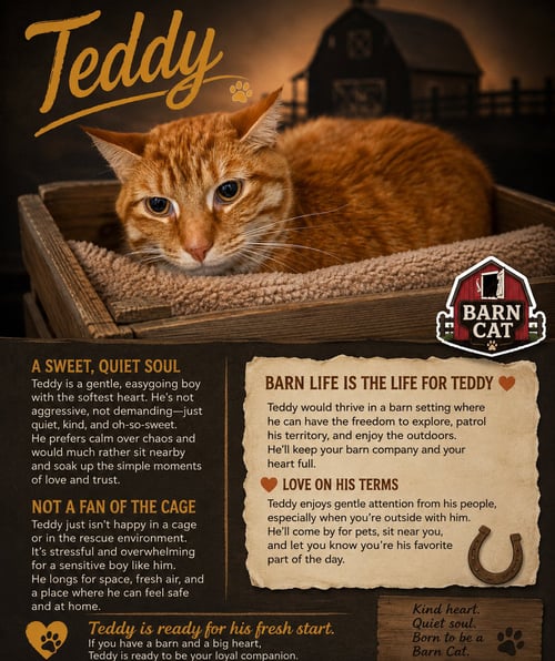 TEDDY: BARN CAT (FCID# 07/27/2026 - 50 TRAINER) - Tabby available for adoption