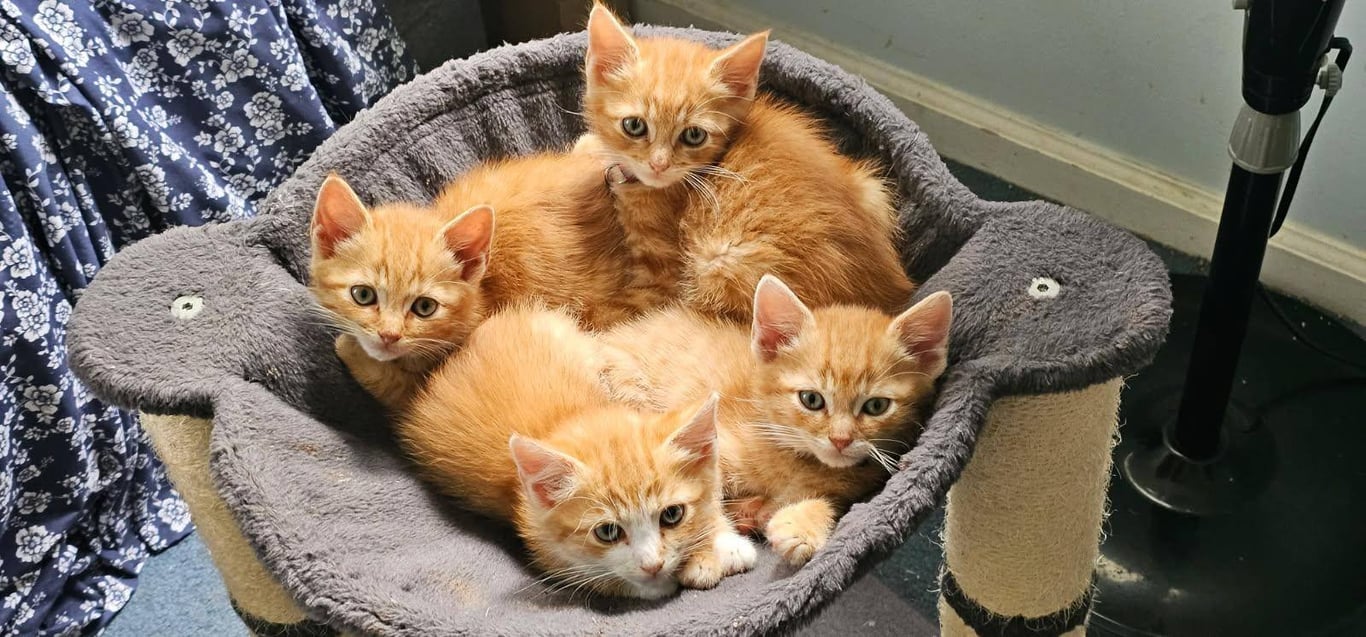The Weasley Crew: Ron, George, Fred & Ginny @ BPS Image