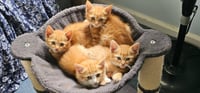 The Weasley Crew: Ron, George, Fred & Ginny @ BPS - Photo 1