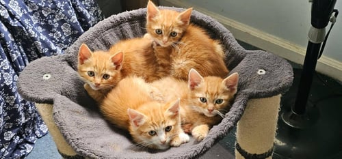 THE WEASLEY CREW: RON, GEORGE, FRED & GINNY @ BPS - Tabby available for adoption