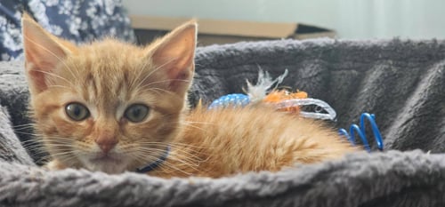 THE WEASLEY CREW: RON, GEORGE, FRED & GINNY @ BPS - Tabby available for adoption
