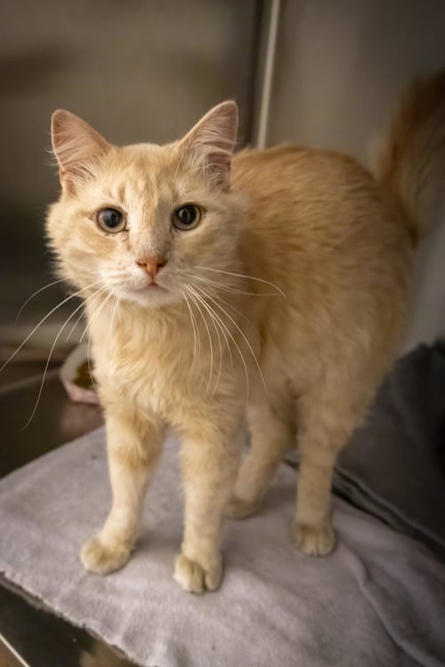 FLORIAN (FCID# 05/12/2026 - 40 TRAINER) - Tabby available for adoption