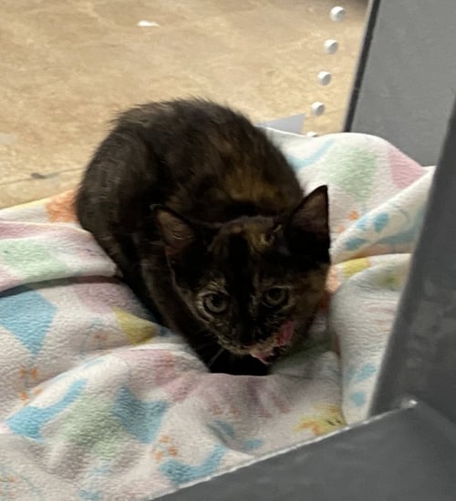 TOPAZ (FCID# 07/20/2026 - 56 WEST CHESTER PETSMART - Tortoiseshell available for adoption