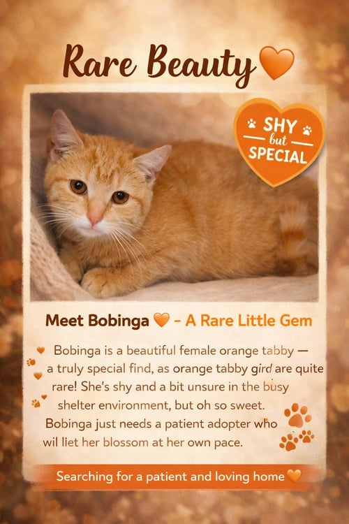 BOBINGA (FCID# 04/09/2026 - 2 TRAINER) - Tabby available for adoption