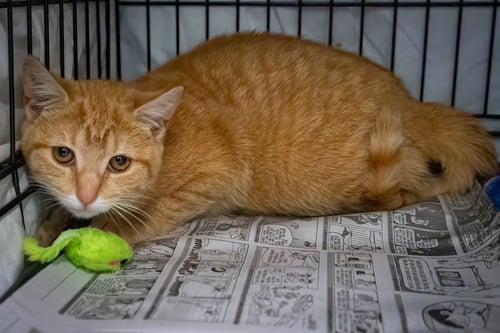 BOBINGA (FCID# 04/09/2026 - 2 TRAINER) - Tabby available for adoption