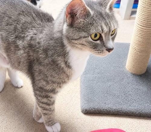 BLUEBERRY, WILLOW GROVE AREA, (FCID 5/19/2026-69) - Domestic Short Hair available for adoption
