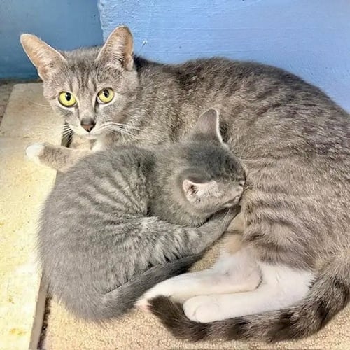 BLUEBERRY, WILLOW GROVE AREA, (FCID 5/19/2026-69) - Domestic Short Hair available for adoption