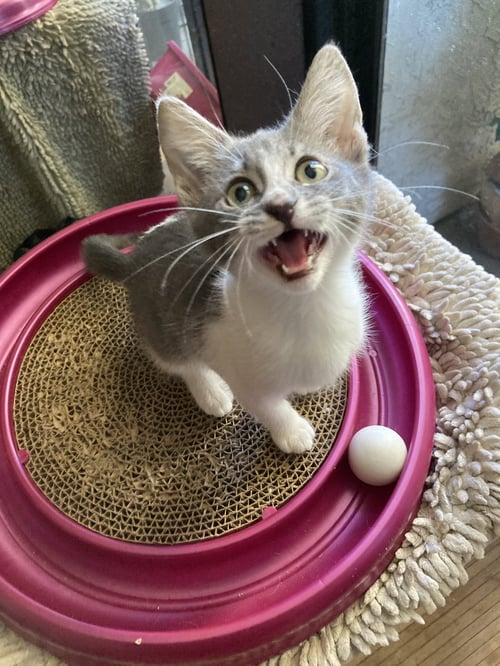 SALLY - Domestic Short Hair / Tabby available for adoption