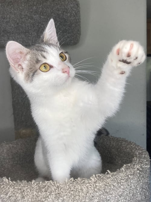 COSMO - Domestic Short Hair / Tabby available for adoption