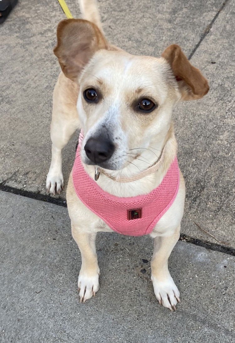 PETUNIA - Terrier / Chihuahua available for adoption